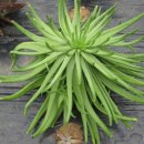 광시농장 이미지