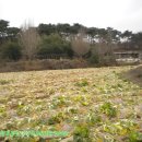 덕산 양계 이미지