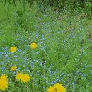 들꽃피는 아침풍경 이미지