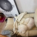 황제펜션 | 근교 애견동반 펜션 추천! 개별운동장이 있는 양평 몽이네펜션 두번방문한 후기! 근처 포장 맛집 추천까지!