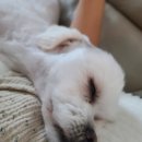 귀엽다멍 이미지