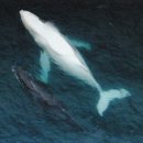 전세계 한마리밖에 없는 흰고래 이미지