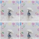 하늘펫살롱 이미지