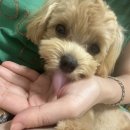 열두달펫 이미지