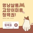 멍냥살롱 이미지