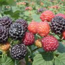 주동농장 이미지