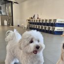 어반퍼피 이미지