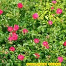 장미마트 이미지