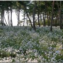 옥정호구절초테마공원 이미지