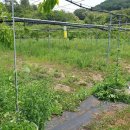 다래농장2 이미지