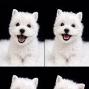 (주)하이랜드 | 웨스티테리어 키우기 현실 후기｜웨스트하이랜드화이트테리어 성격·단점 총정리