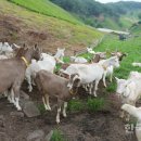 산양축산 이미지