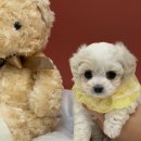 엔젤인독스 이미지