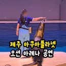 주식회사 미디어웍스 | 제주도 아이랑 갈만한 곳, 제주 아쿠아플라넷 공연시간 정보 명당자리와 관람팁