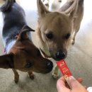 이삭애견훈련소 | 이삭애견훈련소 방문후기