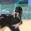 쁘띠퍼피 이미지