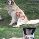 (주)견공 이미지