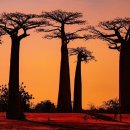 바오밥나무 이미지