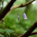 금강초롱 이미지