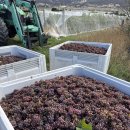 치산관광지 공중화장실(3) 하 | 워홀 D+60~87 타즈매니아 포도 농장 근황(3주 동안 3일일함) | 2달 간 여행/관광 모음