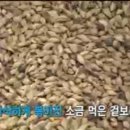 전주김밥 이미지