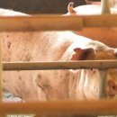 병성농장 이미지