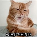 강백호와 채치수처럼 살기 이미지