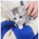 버디독 강아지분양 고양이분양 안심분양센터 인천점 이미지