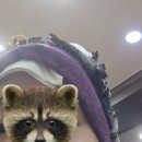 출국준비 히피펌 후기 (잠실 박미용실)