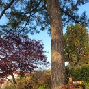 대부해솔길 7-1코스 이미지