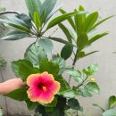 현대메디칼약국 | 세부ECC 가족연수 전 꼭 알아두면 좋은 세부 병원·현지 약 정보 (아이들이 자주 아픈 증상)