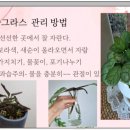 음악이 있는 힐링원예 | 70대어르신 노인집단상담 원예힐링