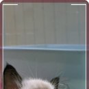 로얄펫 강아지분양 고양이분양 전주본점 이미지