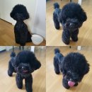 퍼피앤맘 | 바니의 출산일기/바니랑졸리/강아지출산후기