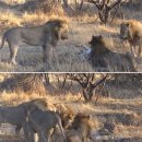 동물의 왕국 이미지