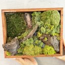 2-3 원예 치료전문가 과정 | 원예강사 역량강화 보존이끼 액자 만들기 FT.물댄동산 지부 워크숍 2탄