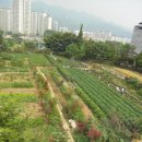 고구마 심는 방법,고구마 심는 시기,고구마 효능과 요리 이미지