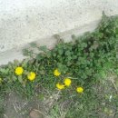 대룡목장 이미지