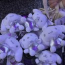 행복뽑기방 이미지