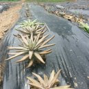 솔골농장 이미지