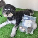 멍슐랭 | 강아지 말고기 수제간식 추천 인천 애견간식 멍슐랭 후기