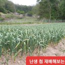 미련곰탱이