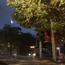 도그소사이어티 | #인똥호주_멜버른여행_멜버른카페투어 Day1 <부제: 길치의향연>