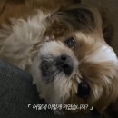 강쥐 이미지