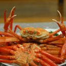 동해안 붉은 대게 이미지