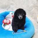순창애견용품 이미지
