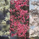 삼화온천