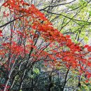 월출봉 Daum카페