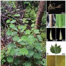 개모시풀 Boehmeria platanifolia Franch. &amp; Sav. 이미지