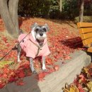 복사골건영아파트 | 부천커튼에서 복사골 건영아파트 시공 후기~~